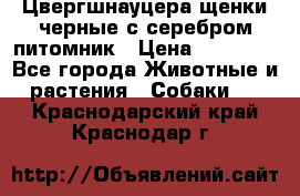 Цвергшнауцера щенки черные с серебром питомник › Цена ­ 30 000 - Все города Животные и растения » Собаки   . Краснодарский край,Краснодар г.